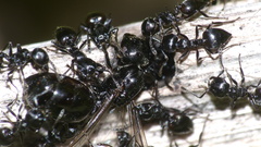 Crematogaster peringueyi