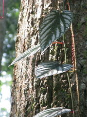 Cissus discolor