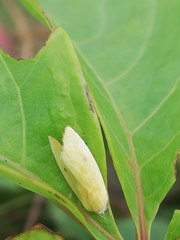 Earias pudicana
