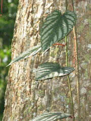 Cissus discolor