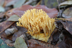 Phaeoclavulina flaccida