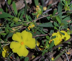 Hibbertia obtusifolia