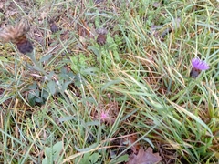 Centaurea jacea