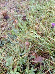 Centaurea jacea