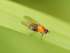 Sapromyza sciomyzina