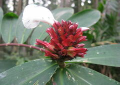 Costaceae