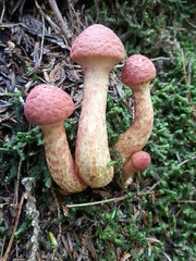 Suillus spraguei image