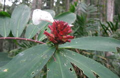 Costaceae