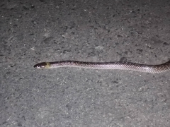 Lycodon capucinus