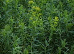 Euphorbia lucida