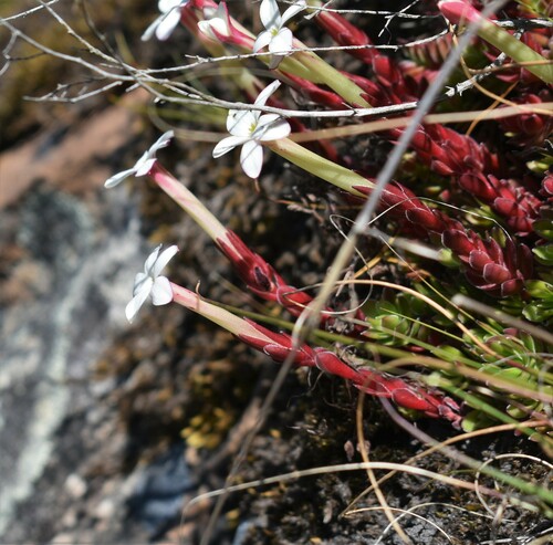 Crassula obtusa