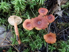 Lactarius neotabidus