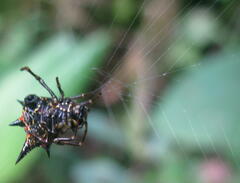 Gasteracanthinae