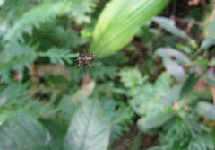 Gasteracanthinae