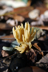 Phaeoclavulina flaccida
