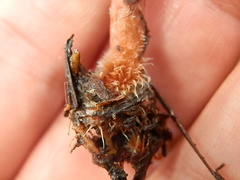 Lactarius neotabidus