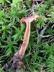 Lactarius neotabidus