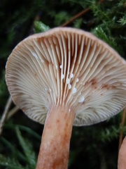 Lactarius neotabidus