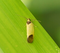 Merocroca automima
