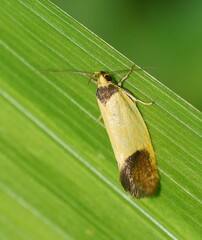 Merocroca automima