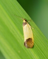 Merocroca automima