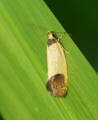 Merocroca automima