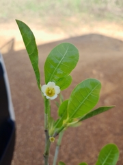 Image of Gardenia rutenbergiana