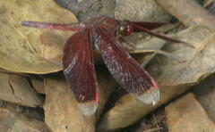 Neurothemis terminata