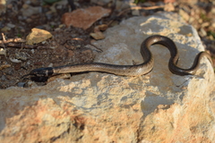 Macroprotodon brevis