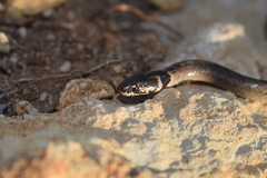 Macroprotodon brevis