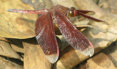 Neurothemis terminata