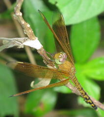 Neurothemis terminata