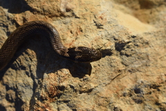 Macroprotodon brevis