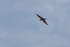 Merops superciliosus