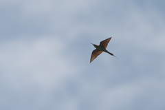 Merops superciliosus