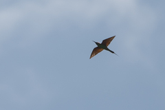 Merops superciliosus