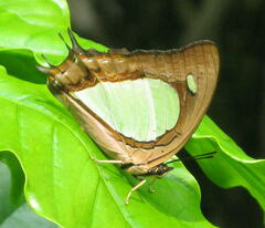 Polyura