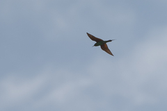 Merops superciliosus