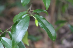 Erythroxylum zeylanicum