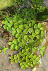 Salvinia minima