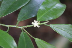 Erythroxylum zeylanicum
