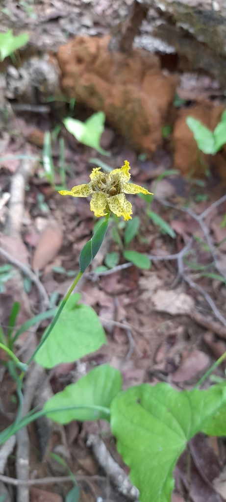 Ferraria welwitschii, Kipushi, Democratic Republic of the Congo