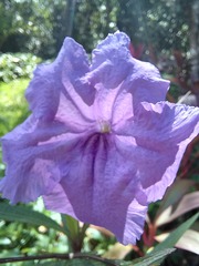 Ruellia simplex