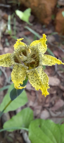 Image of Ferraria welwitschii by (c) Mathew Rees, some rights reserved (CC BY)