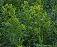 Euphorbia lucida