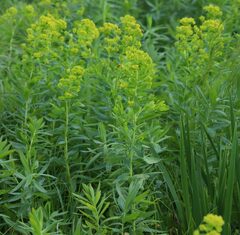 Euphorbia lucida