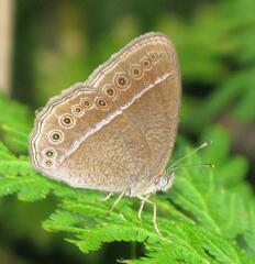 Mycalesis janardana