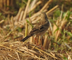 Anthus rufulus