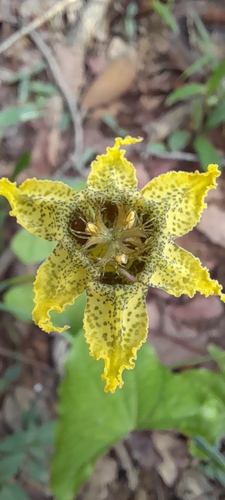 Image of Ferraria welwitschii by (c) Mathew Rees, some rights reserved (CC BY)