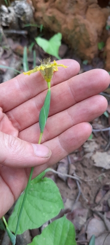Image of Ferraria welwitschii by (c) Mathew Rees, some rights reserved (CC BY)